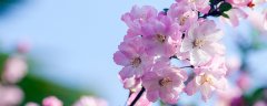 海棠花的花期