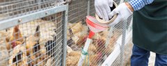 养鸡一般买什么药防病