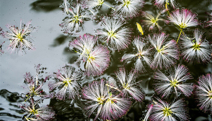 绒球花是什么颜色的 绒球花是什么颜色的
