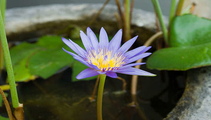 紫色睡莲的花语是什么 紫色睡莲的花语是什么