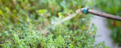 水溶肥施用后多久见效