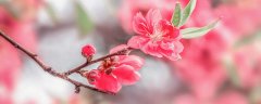 桃花哪个季节开花
