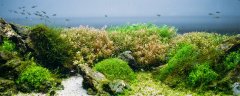 衣藻是藻类植物吗