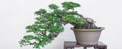 岭南盆景发展的历史