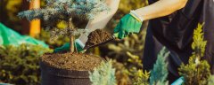 氯化钾肥料的作用及用途