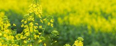 油菜倒伏怎么办要扶正还是拔掉