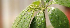 高花盆种什么花最好
