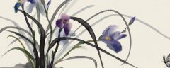 野生兰花的种植方法和技巧