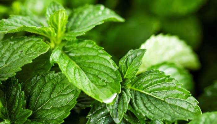薄荷的养殖方法和注意事项 薄荷的养殖方法和注意事项