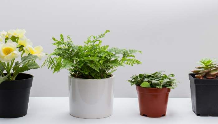 毛良茛的养殖注意事项 毛良茛的养殖注意事项