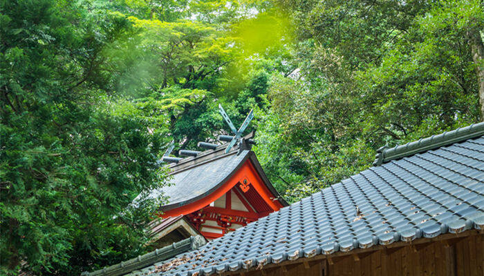 沉香树苗适合在哪里种植 沉香树苗适合在哪里种植