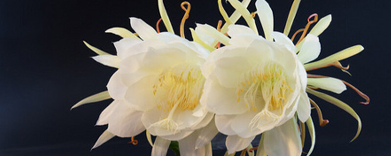 昙花夏天怎么养护 昙花夏天怎么养护