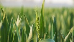 3. 以下植物种子在发芽过程中对氧气量及温度需求最高的是
