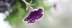 牵牛花摘心是摘掉蔓还是叶子