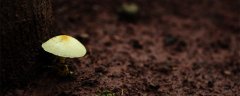 野生菌怎样放冷冻保存