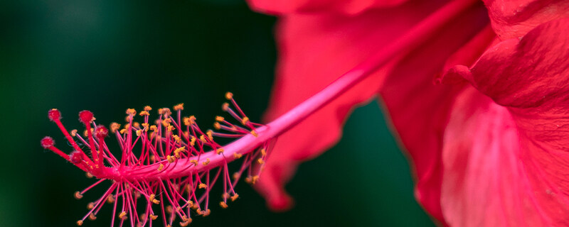 扶桑花黄叶是什么原因 扶桑花黄叶是什么原因