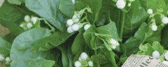 什么颜色的茉莉花