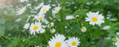 九里香花期