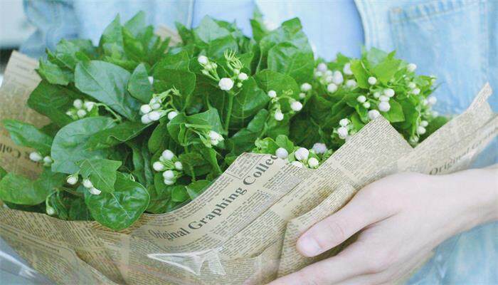茉莉花能放卧室养吗 茉莉花能放卧室养吗