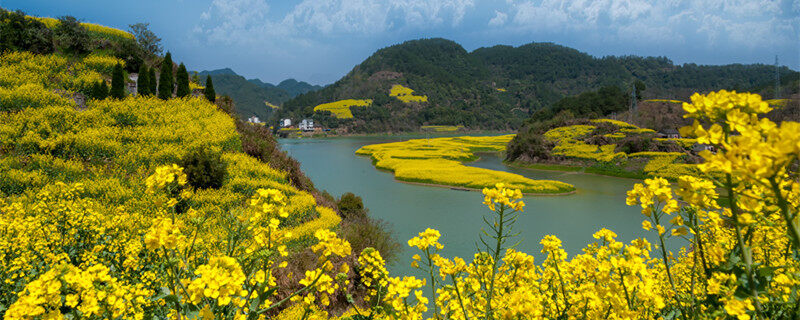 油茶树保花保果打什么药