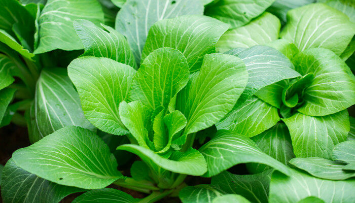 白菜施肥时间和方法 白菜施肥时间和方法