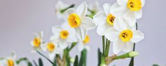 水仙花什么时候开花