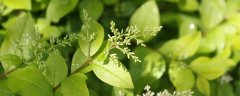 油茶树的种植栽培管理
