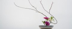 雪柳干枝冬天开花吗