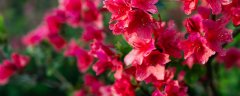 杜鹃花的叶子