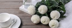 球兰花搭架子还是悬挂
