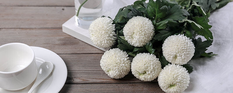 球兰花搭架子还是悬挂 球兰花搭架子还是悬挂