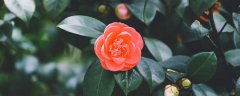 茶花养殖技术