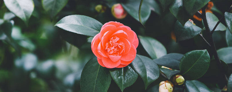 茶花养殖技术 茶花养殖技术