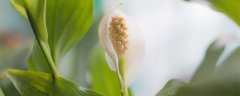 白掌怎么养才能开花更旺盛
