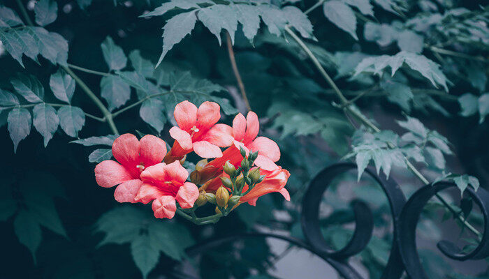 小苍兰的花语和传说 小苍兰的花语和传说