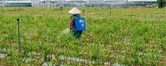 灰霉病农药最佳配方