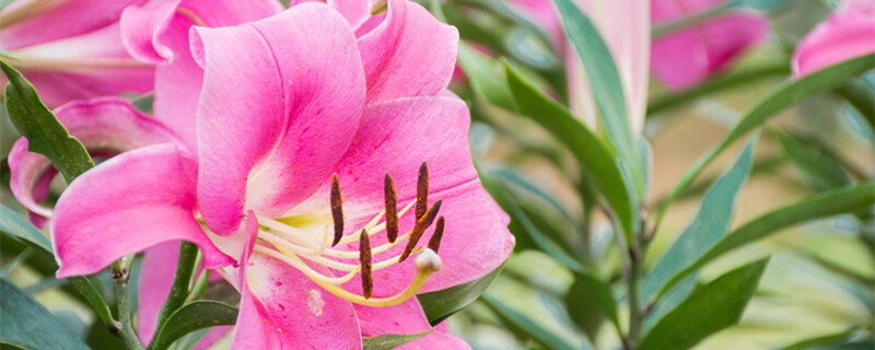 百合的花语是什么意思 百合的花语是什么意思
