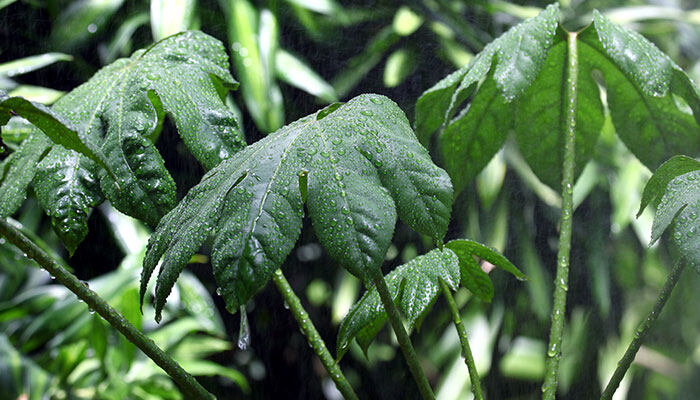 金丝楠木种植条件 金丝楠木种植条件
