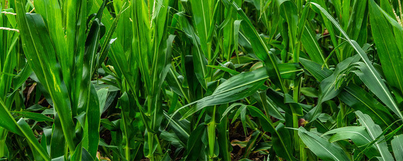 玉米除草剂8一9个叶还能打吗 玉米除草剂8一9个叶还能打吗