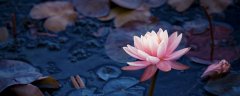 荷花插花瓶里怎么养