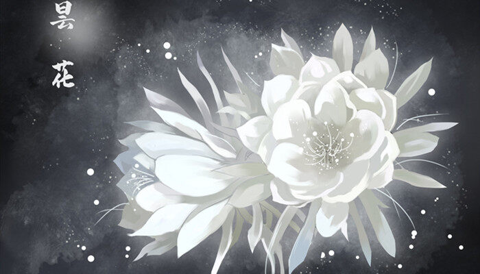 昙花品种有哪些 昙花品种有哪些