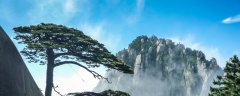 马尾松是裸子植物吗