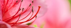 西玛杜鹃四季开花吗