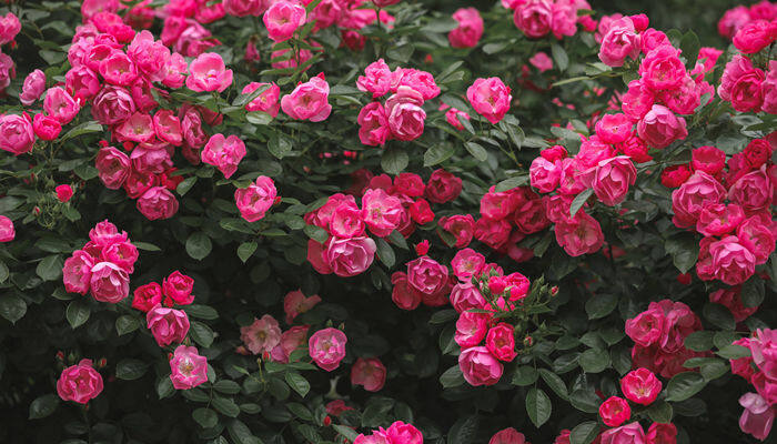 月季花长什么样 月季花长什么样