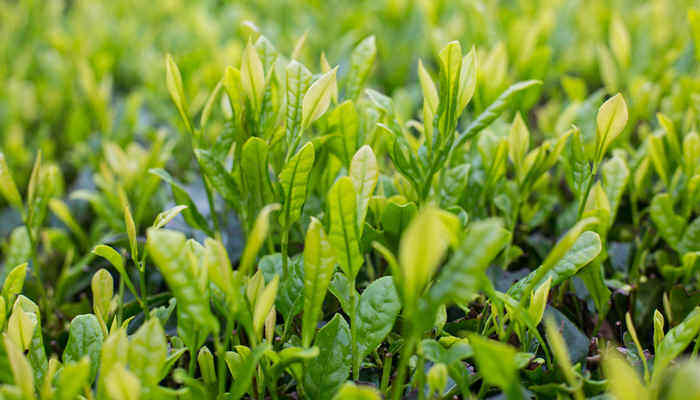 植物基是什么意思 植物基是什么意思