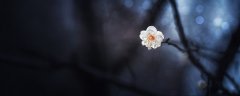 荼蘼的花语和寓意