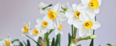 水仙花可以放在卧室吗
