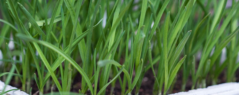 夏天种韭菜几天能出来 夏天种韭菜几天能出来