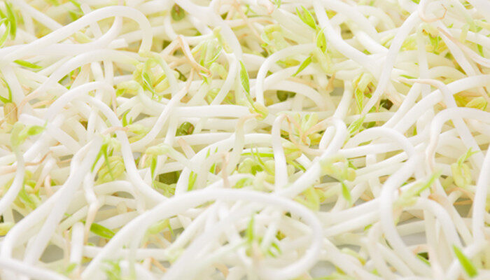 豆芽菜怎么种植自制豆芽 豆芽菜怎么种植自制豆芽