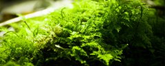 水苔是什么